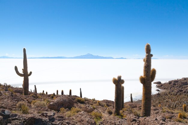 Salar de Uyuni-Blick von der Insel Incahuasi, Bolivien. Größte Salzwüste der Welt. Bolivianische Landschaft