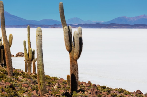 Salar de Uyuni