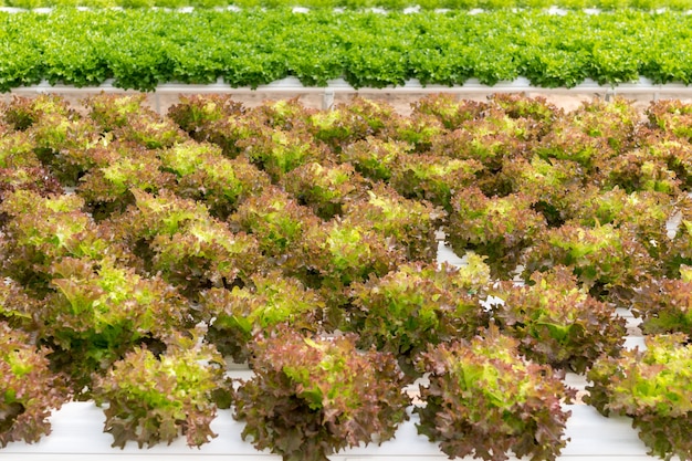 Salat Anbau auf Hydroponik mit Wasser und Dünger in der Irrgation.