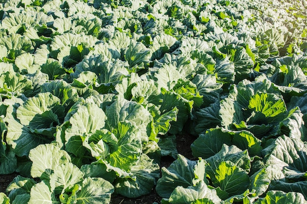 Salat auf einer gepflanzten