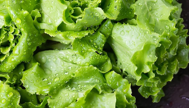 Salat Foto von frischem Salat gesundes Lebensmittelkonzept Weltvegetariertag