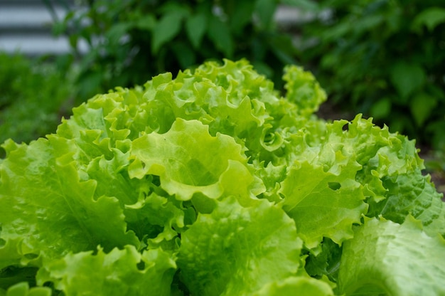 Salat ist die Grundlage der Ernährung, gesunde Ernährung, Vitamine