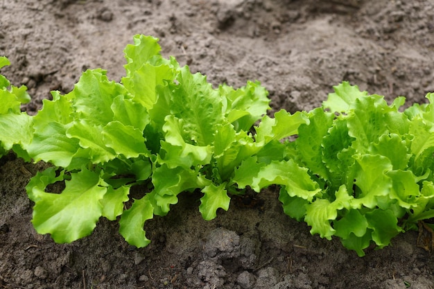 Salat wächst im Garten