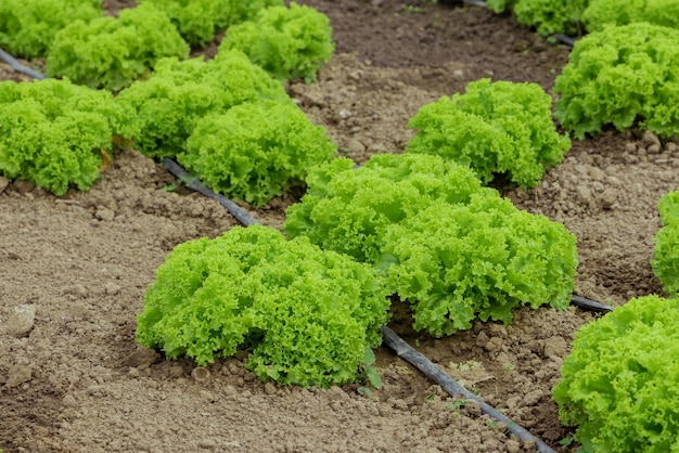 Salat wächst im Gewächshaus mit Tropfbewässerungssystem