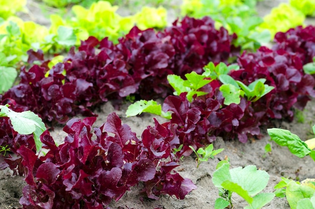 Salatanbau auf einem landwirtschaftlichen Feld