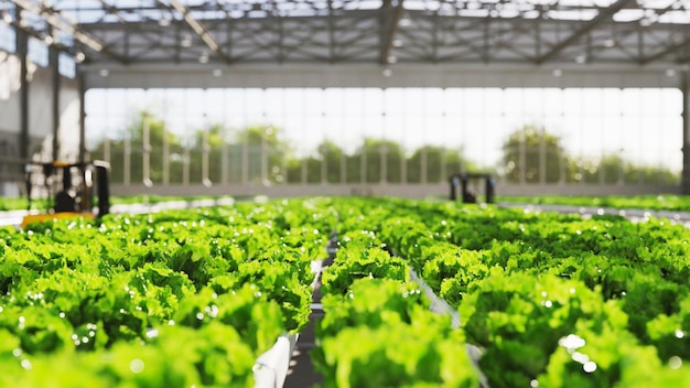 Salatanbau in einer Hydrokulturfarm