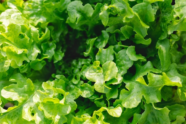 Salatblätter, die im Bauerngarten für gesundes Essen pflanzen Salat, der in frischem Grün des Bodens wächst growing