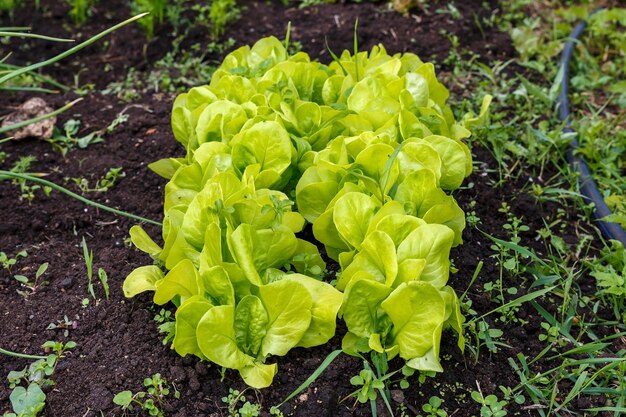 Salatblätter im Garten