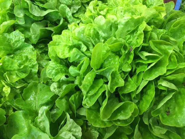 Foto salatblätter mit vollem rahmen