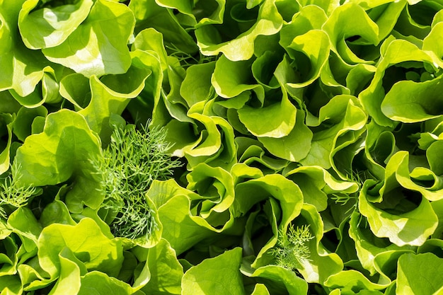 Salatblätter wachsen auf einem Gartenbeet.