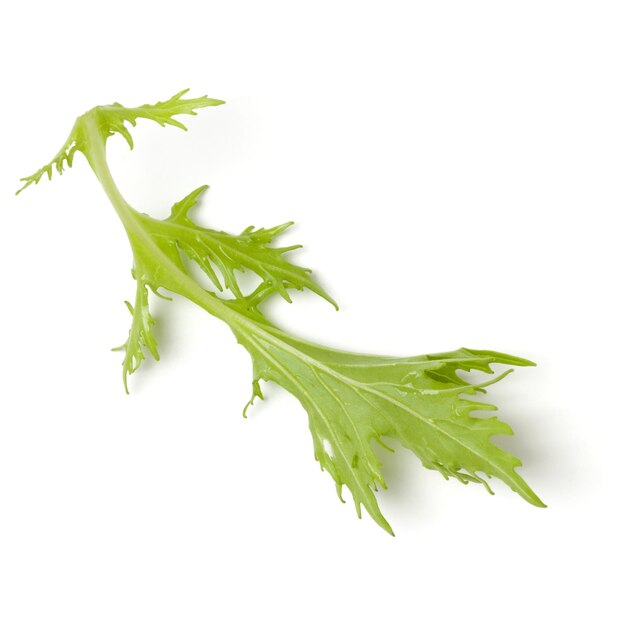 Salatblatt isoliert auf weißem Hintergrund Draufsicht flach liegend