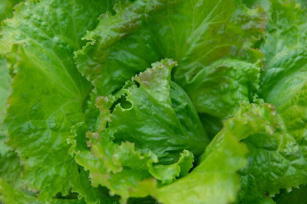 Salatblatt Neuer Kopfsalathintergrund. Gemüse Hintergrund
