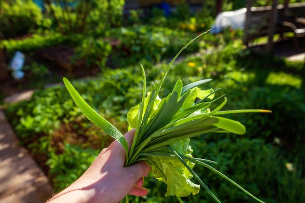 Salatsalat und Zwiebelblätter unter Regentropfen Nahaufnahme der Bauernhand, die frische Salatblätter vor dem Hintergrund verschwommener Grüns hält Bio-Gesundheitskost veganes vegetarisches Bio-Ernährungskonzept
