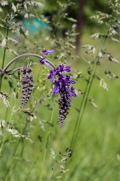 Salbei-Feld. Grünes Gras und lila Blumen