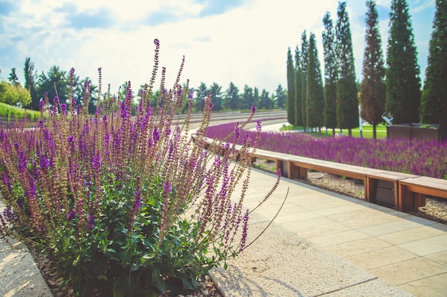 Salbeiblumen wachsen in einem Blumenbeet in einem öffentlichen Park. Ein gewundenes Blumenbeet und ein Bürgersteig.