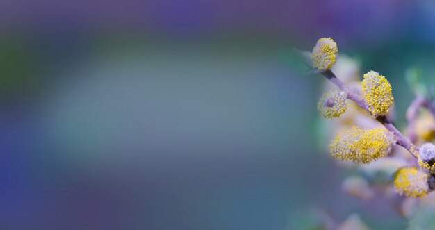 Salgueiro de primavera contra o céu azul