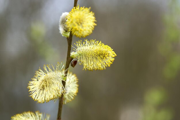 Salgueiro em flor na primavera de perto