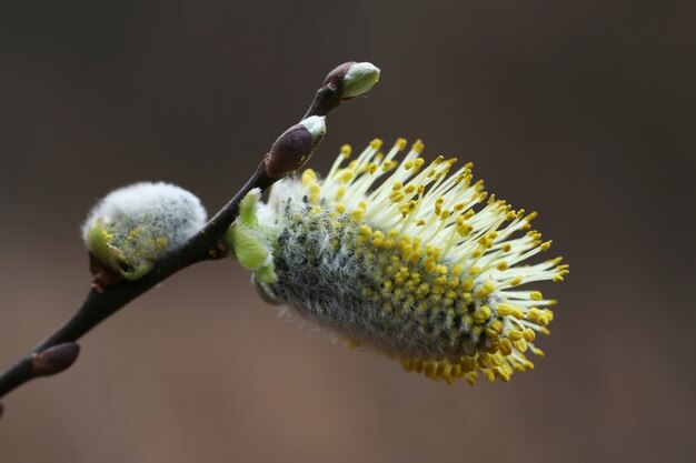 Salgueiro em flor