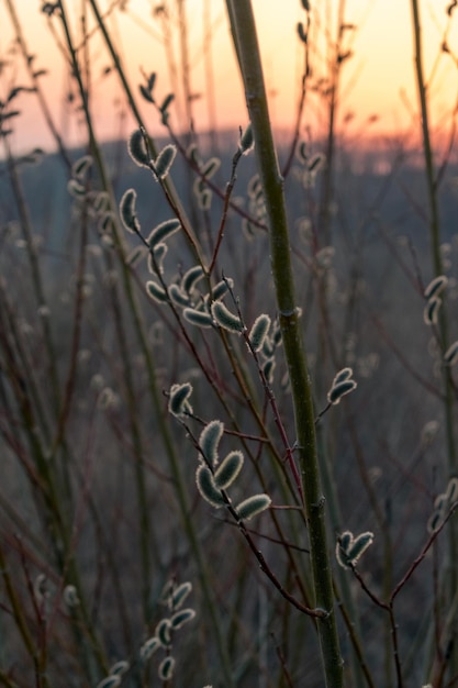 Salgueiro na primavera ao pôr do sol