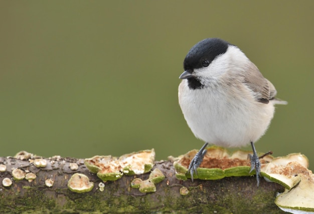 Foto salgueiro tit poecile montanus