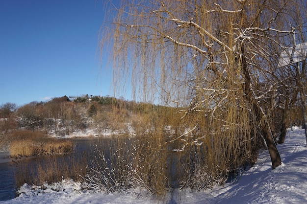 Salgueiros na margem do lago no inverno