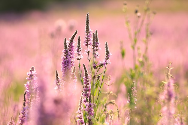 Salicaria Lythrum salicaria en una pradera al amanecer