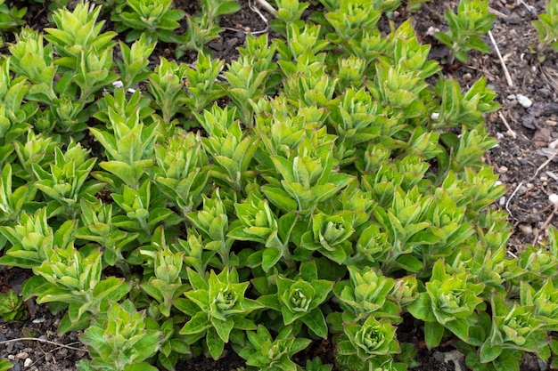 Salicaria punteada Lysimachia punctata Brotes jóvenes