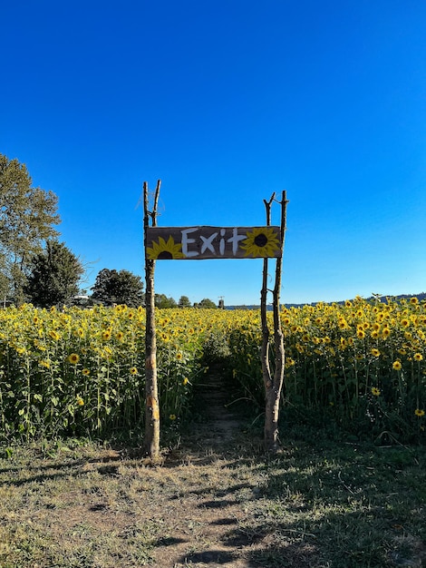 salida del campo de girasoles florecientes, cielo azul