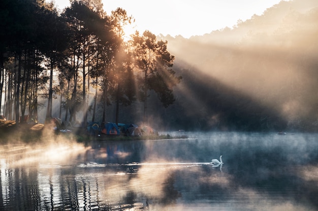 Salida del sol en el bosque de pinos con cisne brumoso y blanco en el depósito