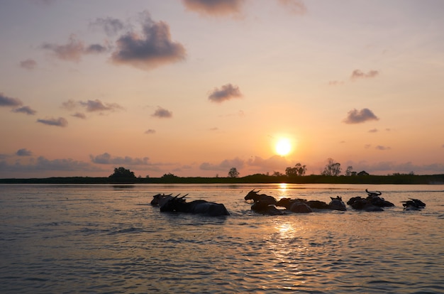 Foto salida del sol y búfalo en agua en el santuario de fauna de thalenoi, phatthalung, tailandia.