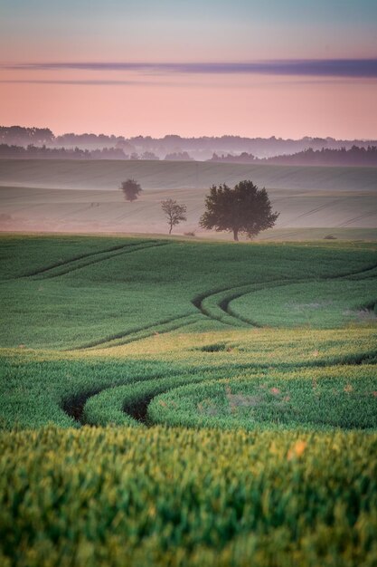 Salida del sol en el campo de niebla en verano Europa