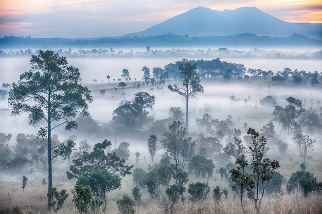 Salida del sol hermosa y nubes brumosas en bosque en el parque nacional de Thung Salaeng Luang, Tailandia