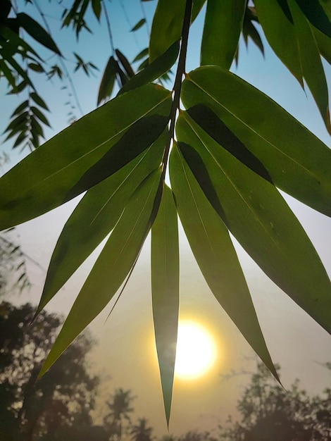 Salida del sol y hoja de bambú