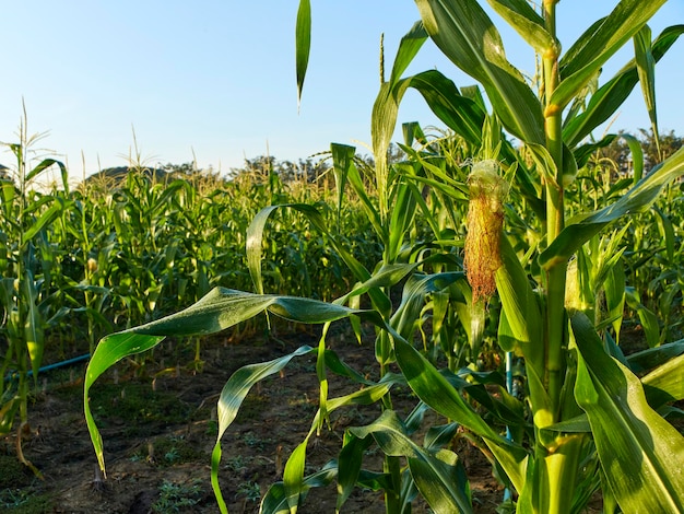 Salida del sol de la mañana sobre el campo de maíz