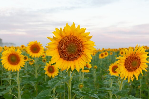 Salida del sol sobre el campo de girasoles