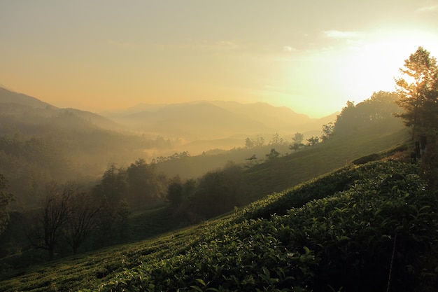 Salida del sol sobre la plantación de té en Kerala