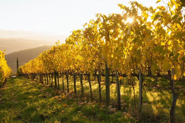 Salida del sol sobre un viñedo en otoño Hojas amarillas vivas en las vides