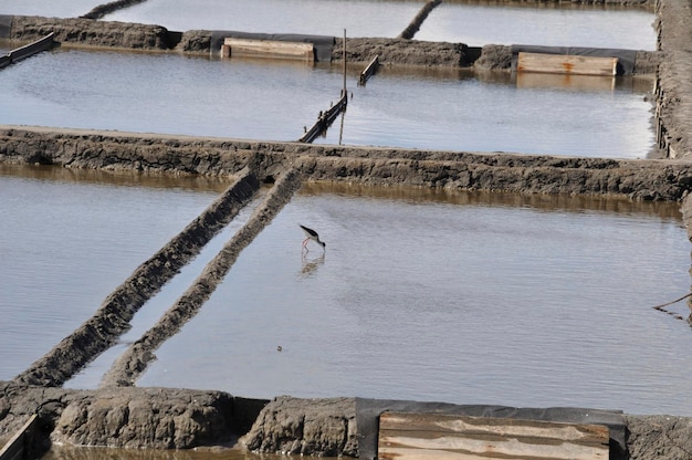 Salinas de Aveiro em Portugal