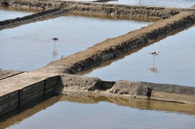 Salinas de Aveiro em Portugal