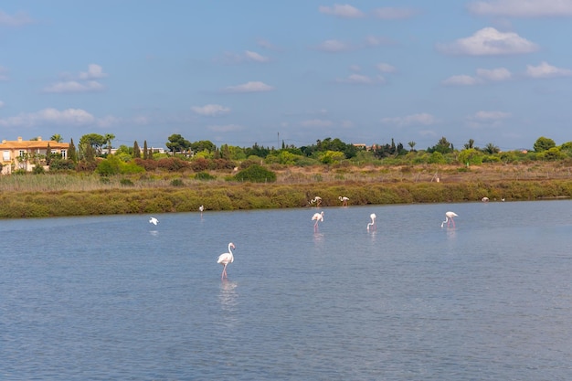 Salinas de Santa Pola Observatorium eine Gruppe wunderschöner rosa Flamingos in der Lagune