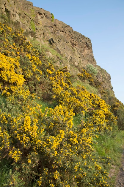 Salisbury Crags en Edimburgo Scotland Reino Unido