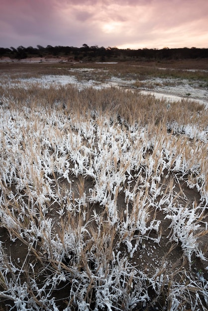 Salitre no fundo de uma lagoa em um ambiente semidesértico La Pampa província Patagônia Argentina