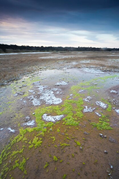 Salitre en el suelo de una laguna en un ambiente semidesértico provincia de La Pampa