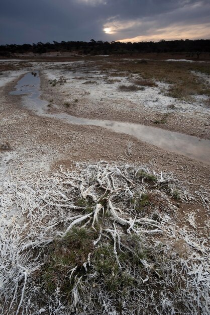 Salitre en el suelo de una laguna en una salina provincia de La Pampa Patagonia Argentina