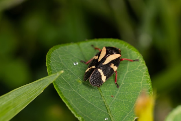 Foto salivazo de la especie deois flavopicta