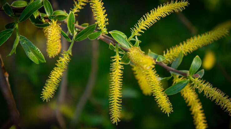 Foto salix babylonica flor bnita amarilla