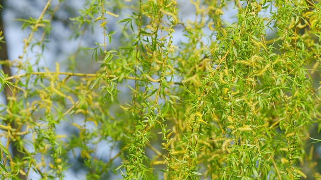 Salix babylonica ramo de salgueiro chorando florescendo conceito de natureza de perto