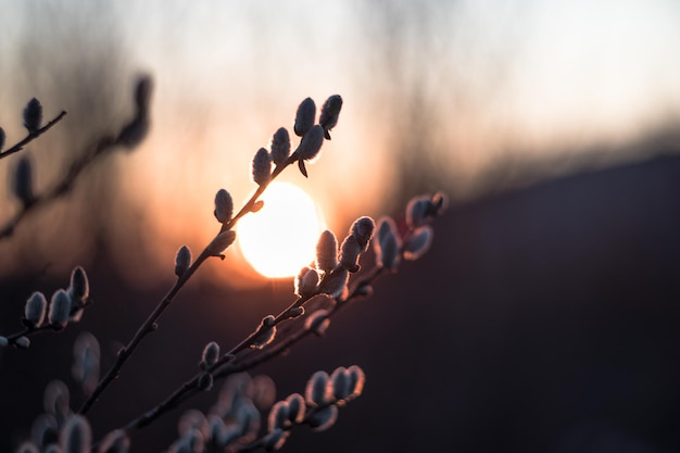 Salix gracilistyla auf dem Hintergrund des Sonnenuntergangs