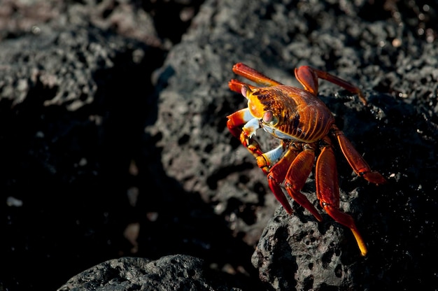 Sally lightfoot crab Grapsus grapsus Vista aproximada Ilhas Galápagos Equador América do Sul