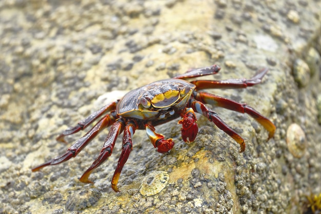Sally Lightfoot Crab ou Rock Crab (Grapsus grapsus) em busca de comida entre as rochas onde as ondas batem.